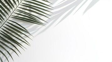 Tropical palm leaf shadow on white wall for design template. silhouette concept photo