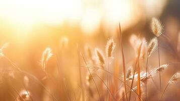 Soft focus silhouette of a grassy flower in a blurry state photo