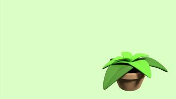 Plants in pot. 3d render house plant with green leaves. 4K seamless loop video footage