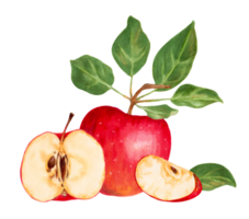 Fruit composition with whole, halves and leaves of a red apple. Natural food fruits. Watercolor and marker illustration. Isolated hand drawn illustration. png
