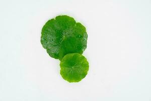 Top view glass beaker containing water and Centella asiatica decorated with erlenmeyer flask and round podium photo