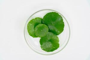 Top view glass beaker containing water and Centella asiatica decorated with erlenmeyer flask and round podium photo