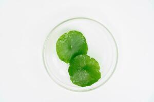 Top view glass beaker containing water and Centella asiatica decorated with erlenmeyer flask and round podium photo