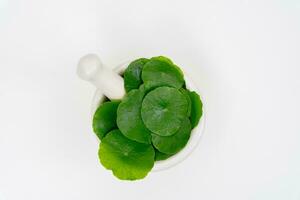 Top view glass beaker containing water and Centella asiatica decorated with erlenmeyer flask and round podium photo