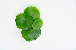 Top view glass beaker containing water and Centella asiatica decorated with erlenmeyer flask and round podium photo