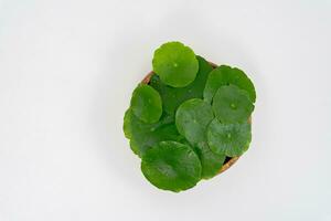 Top view glass beaker containing water and Centella asiatica decorated with erlenmeyer flask and round podium photo