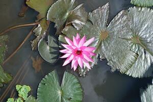 Nymphaea flower blooming over the lake. Waterlily is a genus of hardy and tender aquatic plants in the family Nymphaeaceae. photo