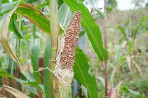 selective focus on corn damaged by birds and caterpillars. Photo concept for farmers who fail to harvest