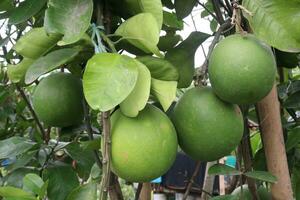 pomelo en árbol en granja foto