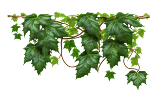 Green ivy leaves isolated on transparent background, created with generative AI png