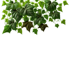 Green ivy leaves isolated on transparent background, created with generative AI png