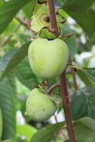 raw persimmon on tree in farm photo