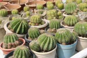 Golden barrel cactus plant on farm photo