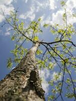 Summer tree in the sun rays photo