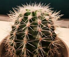 cactus planta antecedentes foto