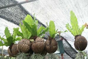 asplenium nido hoja planta además llamado nido de Pájaro helecho foto