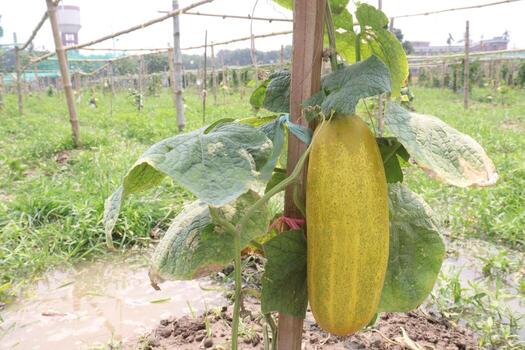 Cucumber on tree in farm photo