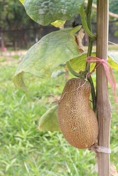 Sikkim Cucumber on tree in farm photo