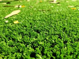 Green grass background close view photo