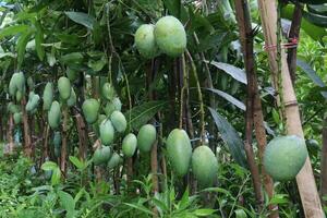 mango on tree in farm for harvest photo