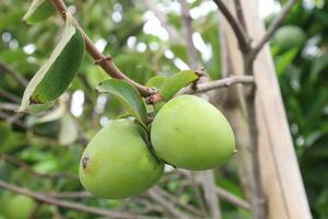 raw persimmon on tree in farm photo