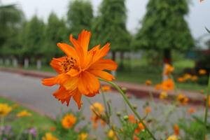 Sulfur cosmos flower plant on farm photo