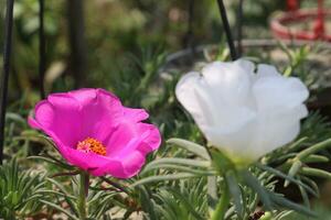 rosa de musgo verdolaga flor en colgando maceta foto