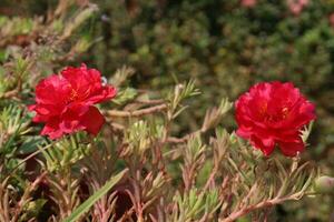 rosa de musgo verdolaga flor en colgando maceta foto