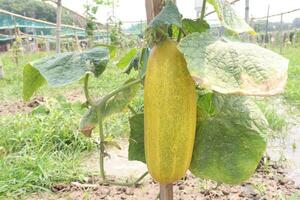 Cucumber on tree in farm photo