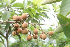 longan Fruta en árbol en granja foto