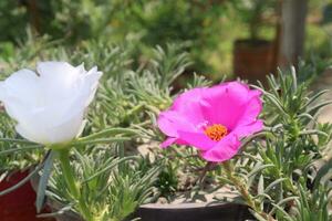 rosa de musgo verdolaga flor en colgando maceta foto