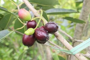 Java plum on tree in farm photo