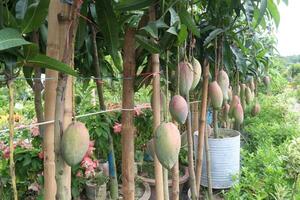 mango on tree in farm for harvest photo