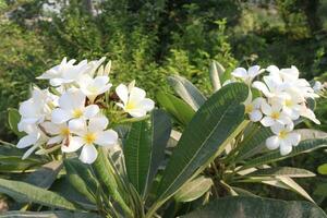 frangipani flower plant on farm photo