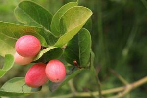 Carissa carandas Fruta en árbol en granja foto