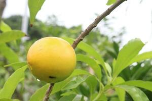 Pouteria caimito fruit on tree in farm photo