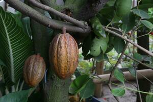 trinitario cocoa on tree on farm for harvest photo