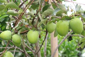 raw persimmon on tree in farm photo