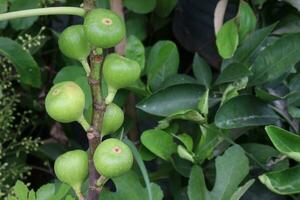 Fig fruit on tree in farm photo