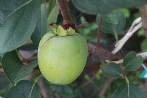 raw persimmon on tree in farm photo