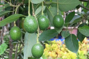 aguacate en árbol para Fruta y vegetal necesitar en granja foto