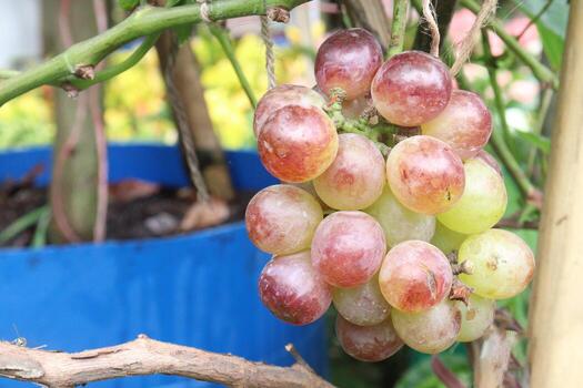 Grape on tree in farm for harvest photo