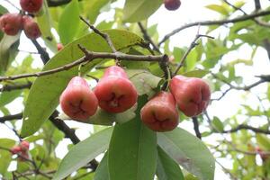 Watery rose apple on tree for harvest photo