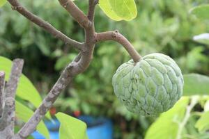 Sugar Apple on tree in farm photo