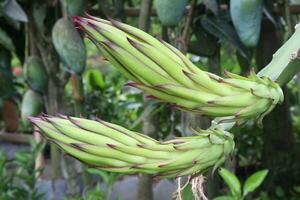 dragon fruit flower on tree in farm photo