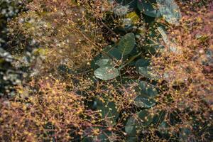 Close up bright blossom bush with raindrops concept photo. photo