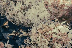 Close up beautiful pink hydrangea inflorescences on the bush concept photo. photo