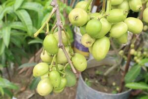 Syzygium jambos fruit on tree in farm photo