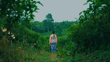 un té jardín granjero es preparando a trabajo cosecha té hojas video