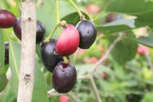 Java plum on tree in farm photo
